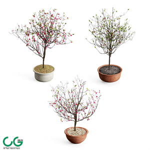 Peach blossom 3d Model